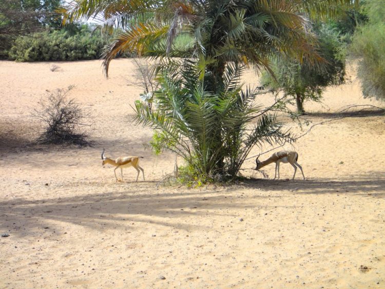 young arabian gazelles at Al Maha Resort