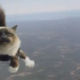 Folksam Versicherung wirbt mit fallschirmspringenden Katzen